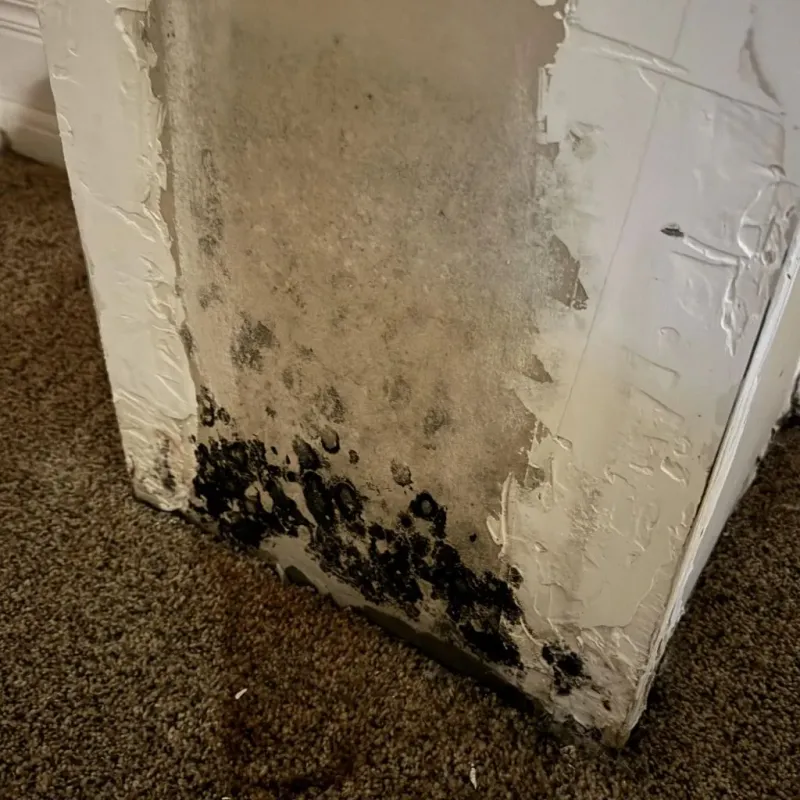 Professional Mold Removal in Waterbury, CT